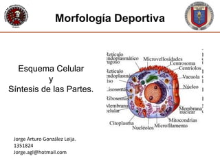 Jorge Arturo González Leija. 1351824 [email_address] Morfología Deportiva Esquema Celular y Síntesis de las Partes. 