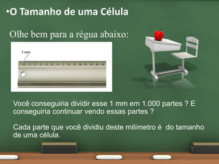 O Tamanho de uma CélulaOlhe bem para a régua abaixo:Você conseguiria dividir esse 1 mm em 1.000 partes ? E conseguiria continuar vendo essas partes ?Cada parte que você dividiu deste milímetro é  do tamanho de uma célula.