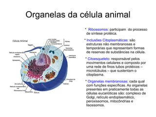 Organelas da célula animal * Ribossomos : participam do processo de síntese protéica. * Inclusões Citoplasmáticas : são estruturas não membranosas e temporárias que representam formas de reservas de substâncias na célula. * Citoesqueleto : responsável pelos movimentos celulares e composto por uma rede de finos tubos protéicos – microtúbulos – que sustentam o citoplasma. * Organelas membranosas : cada qual com funções específicas. As organelas presentes em praticamente todas as células eucarióticas são: complexo de Golgi, retículo endoplasmático, peroxissomos, mitocôndrias e lisossomos.