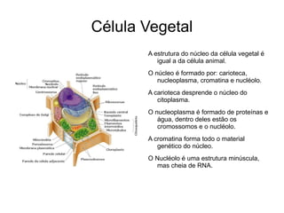 Célula Vegetal A estrutura do núcleo da célula vegetal é igual a da célula animal. O núcleo é formado por: carioteca, nucleoplasma, cromatina e nucléolo.
