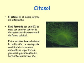 Citosol El  citosol  es el medio interno del citoplasma.  Está  formado  por un 85% de agua con un gran contenido de sustancias dispersas en él de forma coloidal.  Entre sus  funciones  destacan la realización, de una ingente cantidad de reacciones metabólicas importantes: glucólisis, gluconeogénesis, fermentación láctica, etc. 