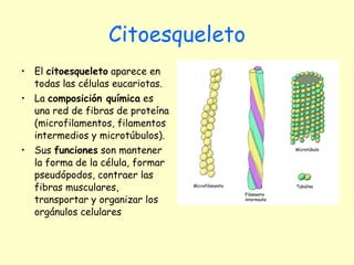 Citoesqueleto El  citoesqueleto  aparece en todas las células eucariotas.  La  composición química  es una red de fibras de proteína (microfilamentos, filamentos intermedios y microtúbulos). Sus  funciones  son mantener la forma de la célula, formar pseudópodos, contraer las fibras musculares, transportar y organizar los orgánulos celulares 