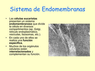 Sistema de Endomembranas Las  células eucariotas  presentan un sistema  endomembranoso  que divide la célula en diversos compartimentos (ap. Golgi, retículo endoplasmático, vesículas, lisosomas, etc.).  En cada uno de ellos se realiza una  función específica ,  Muchos de los orgánulos celulares están i nterrelacionados  y complementan su función.  