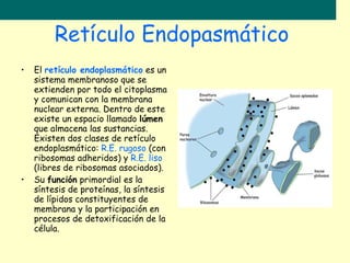 Retículo Endopasmático  El  retículo endoplasmático  es un sistema membranoso que se extienden por todo el citoplasma y comunican con la membrana nuclear externa. Dentro de este existe un espacio llamado  lúmen  que almacena las sustancias. Existen dos clases de retículo endoplasmático:  R.E. rugoso  (con ribosomas adheridos) y  R.E. liso  (libres de ribosomas asociados).  Su  función  primordial es la síntesis de proteínas, la síntesis de lípidos constituyentes de membrana y la participación en procesos de detoxificación de la célula. 