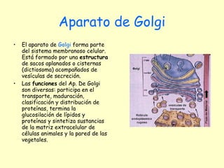 Aparato de Golgi El aparato de  Golgi  forma parte del sistema membranoso celular. Está formado por una  estructura  de sacos aplanados o cisternas (dictiosoma) acompañados de vesículas de secreción. Las  funciones  del Ap. De Golgi son diversas: participa en el transporte, maduración, clasificación y distribución de proteínas, termina la glucosilación de lípidos y proteínas y sintetiza sustancias de la matriz extracelular de células animales y la pared de las vegetales. 