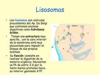 Lisosomas Los  lisosomas  son vesículas procedentes del Ap. De Golgi que contienen enzimas digestivas como  hidrolasas ácidas. Tienen una  estructura  muy sencilla,  con la cara interior de la membrana está muy glucosilada para impedir el ataque de sus propias enzimas  Su  función  consiste en realizar la digestión de la materia orgánica, Necesitan un Ph de entre 3-6 por lo tanto meten protones hacia su interior gastando ATP. 