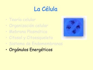 La Célula   Teoría celular Organización celular   Mebrana Plasmática Citosol y Citoesqueleto Sistema de Endomembranas Orgánulos Energéticos 
