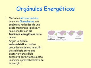 Orgánulos Energéticos Tanto las  Mitococondrias  como los  Cloroplastos  son orgánulos rodeados de una doble membrana lipídica, y relacionados con las  funciones energéticas  de la célula. Según la  teoría endosimbiotica,  ambos procederían de una relación de simbiosis entre una bacteria y una célula eucariota permitiendo a esta un mayor aprovechamiento de la energía. 