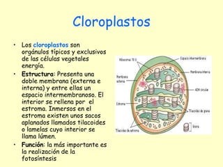 Cloroplastos Los  cloroplastos  son orgánulos típicos y exclusivos de las células vegetales energía. Estructura : Presenta una doble membrana (externa e interna) y entre ellas un espacio intermembranoso. El interior se rellena por  el estroma. Inmersos en el estroma existen unos sacos aplanados llamados tilacoides o lamelas cuyo interior se llama lúmen.  Función : la más importante es la realización de la fotosíntesis 