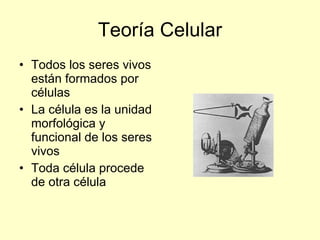 Teoría Celular Todos los seres vivos están formados por células La célula es la unidad morfológica y funcional de los seres vivos Toda célula procede de otra célula 