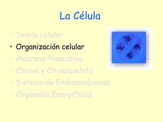 La Célula   Teoría celular Organización celular  Mebrana Plasmática Citosol y Citoesqueleto Sistema de Endomembranas Orgánulos Energéticos 