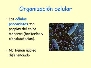 Organización celular Las  células procariotas  son propias del reino moneras (bacterias y cianobacterias).  No tienen núcleo diferenciado 