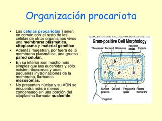 Organización procariota Las  células procariotas  Tienen en común con el resto de las células de otros organismos vivos una  membrana plasmática ,  citoplasma  y  material genético Además muestran, por fuera de la membrana plasmática, una gruesa  pared celular.  En su interior son mucho más simples que las eucariotas y sólo existen ribosomas y unas pequeñas invaginaciones de la membrana, llamadas  mesosomas.  No presentan núcleo y su ADN se encuentra más o menos condensado en una porción del citoplasma llamada  nucleoide .  