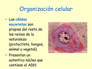 Organización celular Las  células eucariotas  son propias del resto de los reinos de la naturaleza (protoctista, hongos, animal y vegetal).  Presentan un autentico núcleo que contiene el ADN 