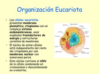 Organización Eucariota Las  células eucariotas   presentan  membrana   plasmática ,  citoplasma  con un complejo  sistema endomembranoso , unos orgánulos  transductores de energía  y estructuras carentes de membrana El núcleo de estas células está independiente del resto del citoplasma por una  membrana nuclear  con numerosos poros.  Este núcleo contiene el  ADN  de la célula condensado en cromosomas o descondensado en cromatina. 