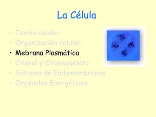 La Célula   Teoría celular Organización celular  Mebrana Plasmática Citosol y Citoesqueleto Sistema de Endomembranas Orgánulos Energéticos 