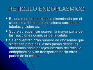 RETICULO ENDOPLASMICO Es una membrana extensa diseminada por el citoplasma formando un sistema cerrado de tubulos y cisternas. Sobre su superficie ocurren la mayor parte de las reacciones quimicas de la celula. Se encuentran gran numero de ribosomas que sintetizan proteinas, estas pasan desde los ribosomas hacia pasajes internos del reticulo endoplasmico y se transportan hacia otras partes de la celula. 