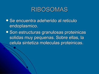 RIBOSOMAS Se encuentra adeherido al reticulo endoplasmico. Son estructuras granulosas proteinicas solidas muy pequenas. Sobre ellas, la celula sintetiza moleculas proteinicas. 