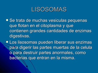 LISOSOMAS Se trata de muchas vesiculas pequenas que flotan en el citoplasma y que contienen grandes cantidades de enzimas digestivas. Los lisosomas pueden liberar sus enzimas para digerir las partes muertas de la celula o para destruir partes anormales, como bacterias que entran en la misma. 