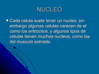 NUCLEO Cada celula suele tener un nucleo, sin embargo algunas celulas carecen de el como los eritrocitos, y algunos tipos de celulas tienen muchos nucleos, como las del musculo estriado. 
