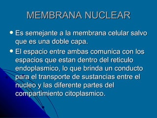 MEMBRANA NUCLEAR Es semejante a la membrana celular salvo que es una doble capa. El espacio entre ambas comunica con los espacios que estan dentro del reticulo endoplasmico, lo que brinda un conducto para el transporte de sustancias entre el nucleo y las diferente partes del compartimiento citoplasmico. 