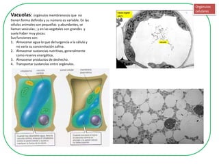 Orgánulos
                                                        celulares
Vacuolas: orgánulos membranosos que no
tienen forma definida y su número es variable. En las
células animales son pequeñas y abundantes, se
llaman vesículas ; y en las vegetales son grandes y
suele haber muy pocas.
Sus funciones son:
1. Almacenar agua lo que da turgencia a la célula y
    no varía su concentración salina.
2. Almacenar sustancias nutritivas, generalmente
    como reserva energética.
3. Almacenar productos de deshecho.
4. Transportar sustancias entre orgánulos.
 