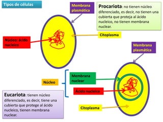 Tipos de células                    Membrana       Procariota: no tienen núcleo
                                    plasmática     diferenciado, es decir, no tienen una
                                                   cubierta que proteja al ácido
                                                   nucleico, no tienen membrana
                                                   nuclear.

                                                     Citoplasma
Núcleo: ácido
nucleico                                                                Membrana
                                                                        plasmática




                                    Membrana
                        Núcleo      nuclear

                                      Ácido nucleico
Eucariota: tienen núcleo
diferenciado, es decir, tiene una
cubierta que protege al ácido
                                        Citoplasma
nucleico, tienen membrana
nuclear.
 