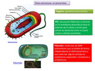 Otras estructuras en procariotas


                                         Flagelos: apéndices locomotores



                                        Pili: estructuras filiformes se forman
                                        en la membrana plasmática hacia el
                                        exterior de la célula y sirven para
                                        unirse las bacterias entre sí o para
                                        unirse a células eucariotas.


Célula procariota

                                       Plásmido: moléculas de ADN
                                       exrtracelular que se divide de forma
                                       independiente al ADN bacteriano y
                                       que suele dar alguna ventaja en
                                       condiciones especiales ( resistencia a
                                       antibióticos)
         Plásmido
 