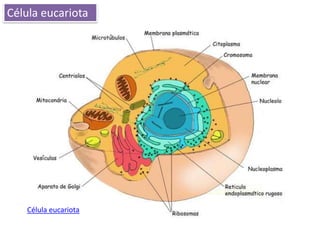 Célula eucariota




   Célula eucariota
 