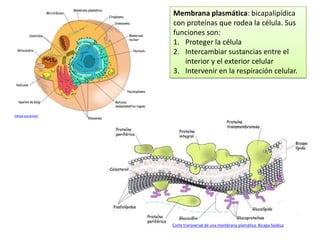 Membrana plasmática: bicapalipídica
                   con proteínas que rodea la célula. Sus
                   funciones son:
                   1. Proteger la célula
                   2. Intercambiar sustancias entre el
                      interior y el exterior celular
                   3. Intervenir en la respiración celular.




Célula eucariota




                   Corte transversal de una membrana plamática. Bicapa lipídica
 