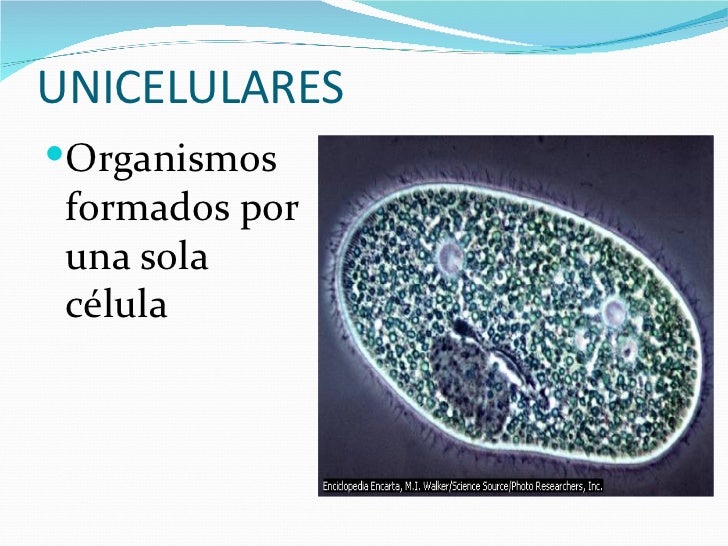 Celula