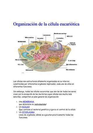 Las células son estructuras altamente organizadas en su interior,
constituídas por diferentes orgánulos implicados, cada uno de ellos en
diferentes funciones.

Sin embargo, todas las células eucariotas, que son las de todos los seres
vivos con la excepción de las bacterias cuyas células son mucho más
sencillas, comparten un plan general de organización:

   1. Una MEMBRANA
      que determina su individualidad
   2. Un NÚCLEO
      Que contiene el material genético y ejerce el control de la célula
   3. Un CITOPLASMA
      Lleno de orgánulos, dónde se ejecutan practicamente todas las
      funciones.
 