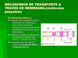 MECANISMOS DE TRANSPORTE A
TRAVES DE MEMBRANA.(moléculas
pequeñas)
 El transporte activo (4).
 En este proceso también actúan
      proteínas de membrana,
      pero éstas requieren
      energía, para transportar las
      moléculas al otro lado de la
      membrana.
 Se produce cuando el transporte
      se realiza de donde hay
      menos a donde hay mas.
 Son ejemplos de transporte
      activo la bomba de Na/K, y
      la bomba de Ca.
 