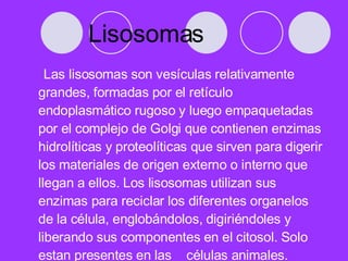 Lisosomas  <ul><li>Las lisosomas son vesículas relativamente grandes, formadas por el retículo endoplasmático rugoso y lue...