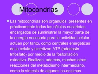 Mitocondrias  <ul><li>Las mitocondrias son orgánulos, presentes en prácticamente todas las células eucariotas, encargados ...
