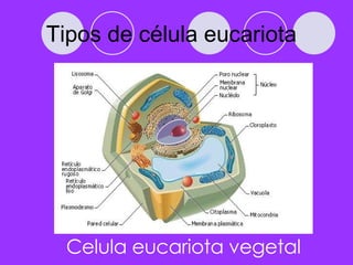 Tipos de célula eucariota Celula eucariota vegetal 