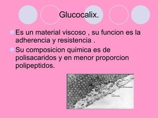 Glucocalix. <ul><li>Es un material viscoso , su funcion es la adherencia y resistencia . </li></ul><ul><li>Su composicion ...