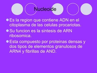 Nucleoide <ul><li>Es la region que contiene ADN en el citoplasma de las celulas procariotas. </li></ul><ul><li>Su funcion ...