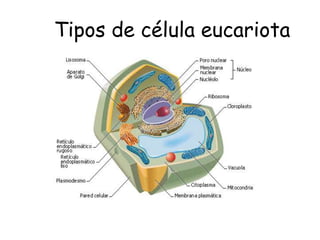 Tipos de célula eucariota




 Célula eucariota vegetal
 