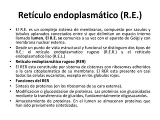 Retículo endoplasmático (R.E.)
• El R.E. es un complejo sistema de membranas, compuesto por saculos y
  tubulos aplanados conectados entre si que delimitan un espacio interno
  llamado lumen. El R.E. se comunica a su vez con el aparato de Golgi y con
  membrana nuclear externa.
• Desde un punto de vista estructural y funcional se distinguen dos tipos de
  R.E.: el reticulo endoplasmatico rugoso (R.E.R.) y el retticulo
  endoplasmatico liso (R.E.L.)
• Retículo endoplasmático rugoso (RER)
• El RER esta constituido por sistema de cisternas con ribosomas adheridos
  a la cara citoplasmatica de su membrana. El RER esta presente en casi
  todas las celulas eucariotas, excepto en los globulos rojos.
• Funciones del RER
• Sintesis de proteinas (en los ribosomas de su cara externa).
• Modificacion o glucosidacion de proteinas. Las proteinas son glucosidadas
  mediante la transferencia de glucidos, fundamentalmente oligosacaridos.
• Amacenamiento de proteinas. En el lumen se almacenan proteinas que
  han sido previamente sintetizadas.
 