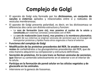 Complejo de Golgi
• El aparato de Golgi esta formado por los dictiosomas, un conjunto de
  saculos o cisternas apilados y relacionados entre si y rodeados de
  vesiculas membranosas.
• El aparato de Golgi presenta polaridad, es decir, en los dictiosomasa se
  diferencias dos caras con distinta estructura y funcion:
    – La cara de formación (cara cis), mas proxima al nucleo de la celula y
      constituida por cisternas convexas conectadas con el RER.
    – La cara de maduración (cara trans), mas proxima a la membrana plasmatica.
      A partir de sus cisternas se originan vesiculas de secrecion que se encargan de
      transportar proteinas y lipidos hasta otros organulos o hacia el exterior.
• Funciones del complejo de Golgi
• Modificación de las proteínas procedentes del RER. Se anaden nuevos
  restos de carbohidratos a las glucoproteinas procedentes del RER, que de
  esta manera adquieren su composicion y estructura definitivas.
• Secreción de proteínas. En la cara trans se forman vesiculas de secrecion,
  que liberan su contenido selectivamente en el exterior o en el interior de
  la celula.
• Participa en la formación de pared celular en las células vegetales y de
  glucocalix en las animales.
• Interviene en la genesis de lisosomas.
 