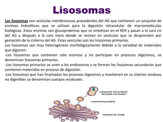 Lisosomas
Los lisosomas son vesículas membranosas procedentes del AG que contienen un conjunto de
enzimas hidrolíticos que se utilizan para la digestión intracelular de macromoléculas
biológicas. Estos enzimas son glucoproteínas que se sintetizan en el RER y pasan a la cara cis
del AG y después a la cara trans donde se reúnen en vesículas que se desprenden por
gemación de la cisterna del AG. Estas vesículas son los lisosomas primarios.
Los lisosomas son muy heterogéneos morfológicamente debido a la variedad de materiales
que digieren:
-Los lisosomas que contienen solo enzimas y no participan en procesos digestivos, se
denominan lisosomas primarios.
-Los lisosomas primarios se unen a los endosomas y se forman los lisosomas secundarios que
contienen materiales en proceso de digestión.
-Los lisosomas que han finalizados los procesos digestivos y mantienen en su interior residuos
no digeribles se denominan cuerpos residuales.
 