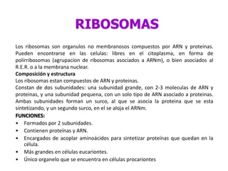 RIBOSOMAS
Los ribosomas son organulos no membranosos compuestos por ARN y proteinas.
Pueden encontrarse en las celulas: libres en el citoplasma, en forma de
polirribosomas (agrupacion de ribosomas asociados a ARNm), o bien asociados al
R.E.R. o a la membrana nuclear.
Composición y estructura
Los ribosomas estan compuestos de ARN y proteinas.
Constan de dos subunidades: una subunidad grande, con 2-3 moleculas de ARN y
proteinas, y una subunidad pequena, con un solo tipo de ARN asociado a proteinas.
Ambas subunidades forman un surco, al que se asocia la proteina que se esta
sintetizando, y un segundo surco, en el se aloja el ARNm.
FUNCIONES:
• Formados por 2 subunidades.
• Contienen proteínas y ARN.
• Encargados de acoplar aminoácidos para sintetizar proteínas que quedan en la
    célula.
• Más grandes en células eucariontes.
• Único organelo que se encuentra en células procariontes
 