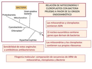 RELACIÓN DE MITOCONDRÍAS Y
                                      CLOROPLASTOS CON BACTERIA
                                     PRUEBAS A FAVOR DE SU ORIGEN
                                            ENDOSIMBIÓTICO


                                       Las mitocondrias y cloroplastos
                                       contienen ADN

                                        El núcleo eucariótico contiene
                                        genes que derivan de bacterias

                                       Las mitocondrias y los cloroplastos
Sensibilidad de estos orgánulos         contienen sus propios ribosomas
a antibióticos antibacterianos

          Filogenia molecular: comparación de secuencias de ARNr de
                     mitocondrias, cloroplastos y Bacteria
 