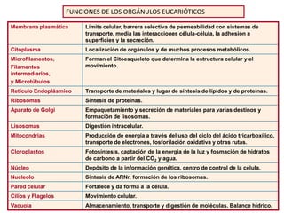 FUNCIONES DE LOS ORGÁNULOS EUCARIÓTICOS

Membrana plasmática      Límite celular, barrera selectiva de permeabilidad con sistemas de
                         transporte, media las interacciones célula-célula, la adhesión a
                         superficies y la secreción.
Citoplasma               Localización de orgánulos y de muchos procesos metabólicos.
Microfilamentos,         Forman el Citoesqueleto que determina la estructura celular y el
Filamentos               movimiento.
intermediarios,
y Microtúbulos
Retículo Endoplásmico    Transporte de materiales y lugar de síntesis de lípidos y de proteínas.
Ribosomas                Síntesis de proteínas.
Aparato de Golgi         Empaquetamiento y secreción de materiales para varias destinos y
                         formación de lisosomas.
Lisosomas                Digestión intracelular.
Mitocondrias             Producción de energía a través del uso del ciclo del ácido tricarboxílico,
                         transporte de electrones, fosforilación oxidativa y otras rutas.
Cloroplastos             Fotosíntesis, captación de la energía de la luz y fosmación de hidratos
                         de carbono a partir del CO2 y agua.
Núcleo                   Depósito de la información genética, centro de control de la célula.
Nucleolo                 Síntesis de ARNr, formación de los ribosomas.
Pared celular            Fortalece y da forma a la célula.
Cilios y Flagelos        Movimiento celular.
Vacuola                  Almacenamiento, transporte y digestión de moléculas. Balance hídrico.
 