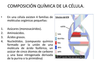 COMPOSICIÓN QUÍMICA DE LA CÉLULA.

•    En una célula existen 4 familias de
     moléculas orgánicas pequeñas:

1.   Azúcares (monosacáridos).
2.   Aminoácidos.
3.   Ácidos grasos.
4.   Nucleótidos. (compuesto químico
     formado por la unión de una
     molécula de ácido fosfórico, un
     azúcar de cinco átomos de carbono
     y una base nitrogenada derivada
     de la purina o la pirimidina)
 