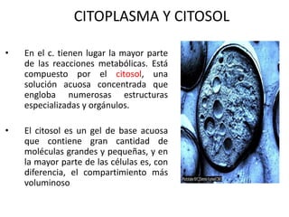 CITOPLASMA Y CITOSOL

•   En el c. tienen lugar la mayor parte
    de las reacciones metabólicas. Está
    compuesto por el citosol, una
    solución acuosa concentrada que
    engloba numerosas estructuras
    especializadas y orgánulos.

•   El citosol es un gel de base acuosa
    que contiene gran cantidad de
    moléculas grandes y pequeñas, y en
    la mayor parte de las células es, con
    diferencia, el compartimiento más
    voluminoso
 