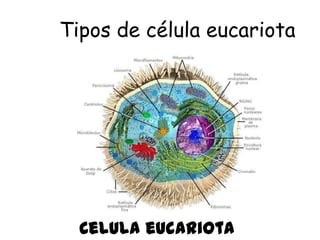 Tipos de célula eucariota




  Celula eucariota
 