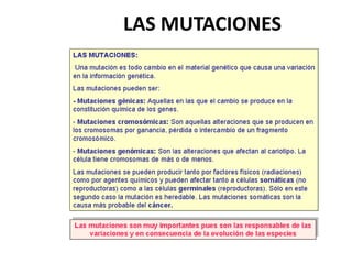 LAS MUTACIONES
 