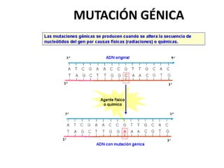 MUTACIÓN GÉNICA
 